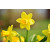 Narcis - žuti