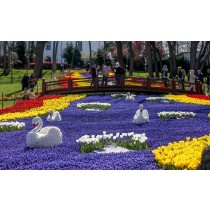 ISTANBUL – FESTIVAL LALA / AVIO