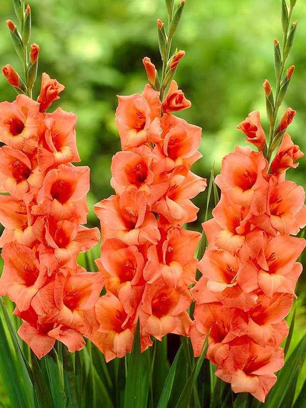 Gladiola Narandžasta