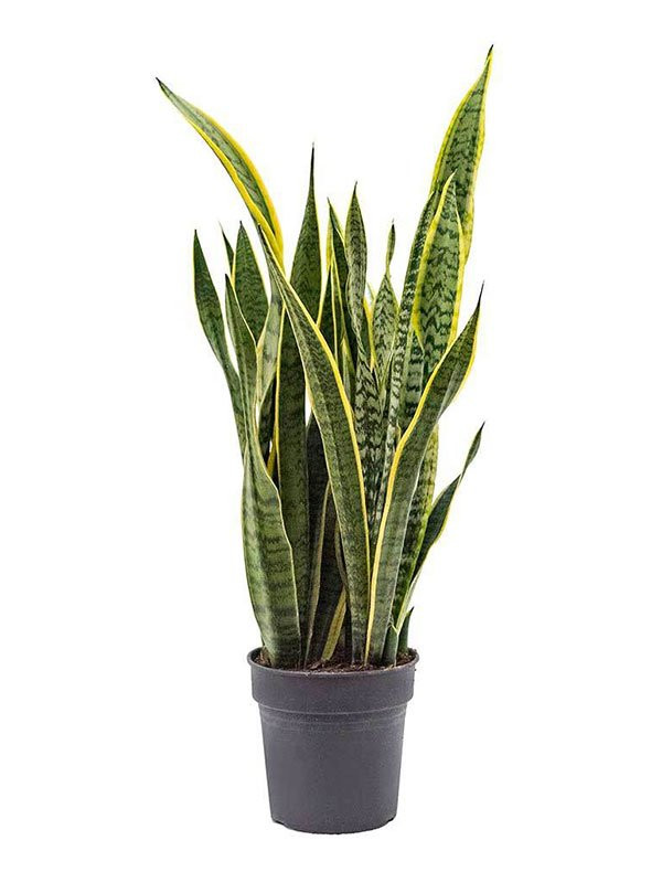 Sanseveria Laurentii