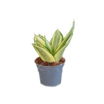Sanseveria