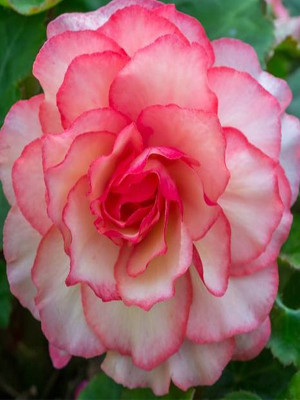 Begonia Bouton de Rose