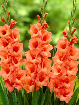 Gladiola Narandžasta