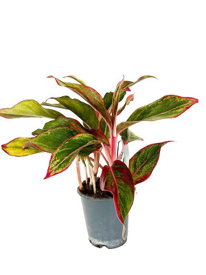 Aglonema ‘Red Lipstick’