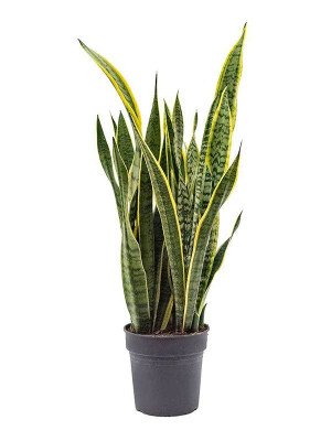 Sanseveria Laurentii