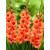Gladiola Narandžasta