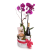Orchid Gift Set