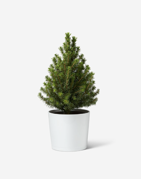 Miniature Christmas Tree - Real