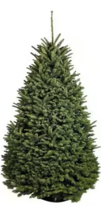 Small Rounded Christmas Tree (160cm) - Real