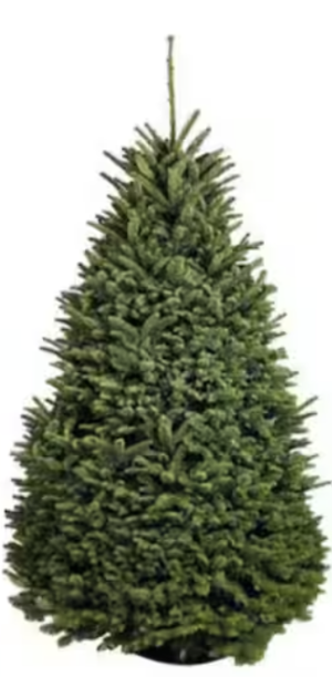 Small Rounded Christmas Tree (160cm) - Real