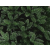 Large Regular Christmas Tree (190cm) - Real