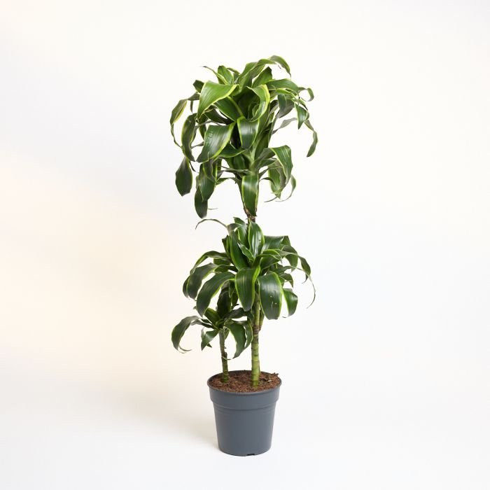 Dracaena fragrans 'Dorado'