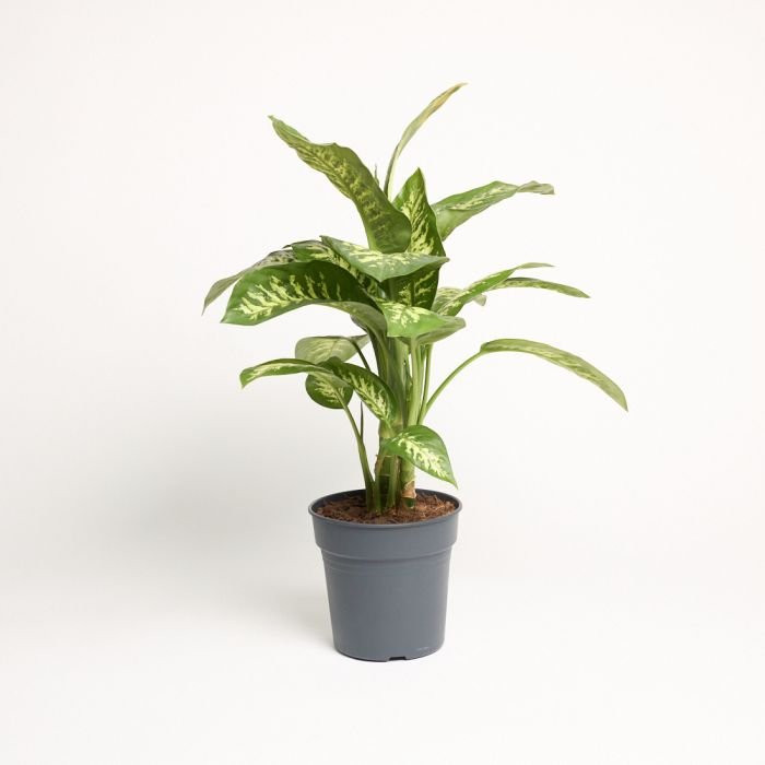 Dieffenbachia