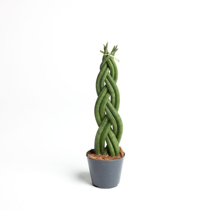 Sansevieria cylindrica