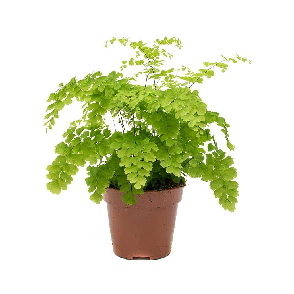 Adiantum 