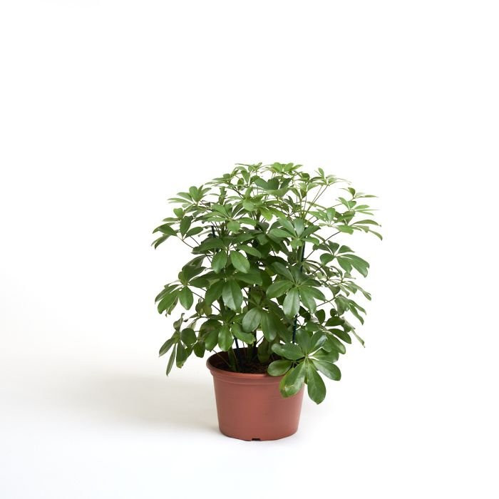 Schefflera arboricola