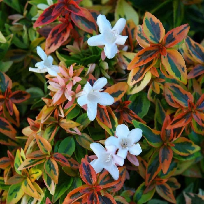 Abelia x grandiflora 'Kaleidoscope'