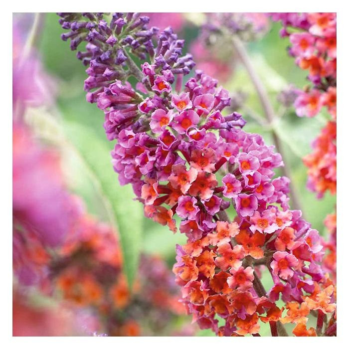 Buddleia davidii 'Flower Power'