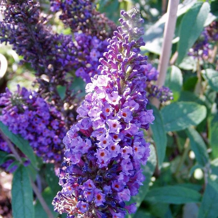 Buddleia davidii 'Empire Blue' 