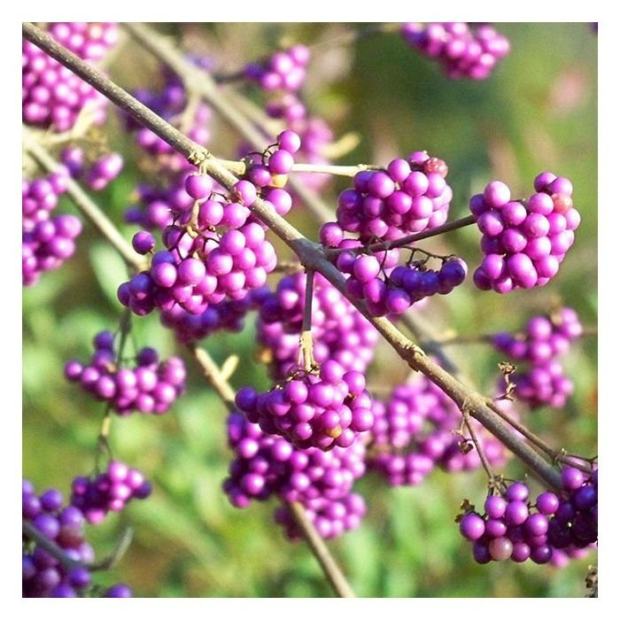 Callicarpa bodinieri 'Profusion' 