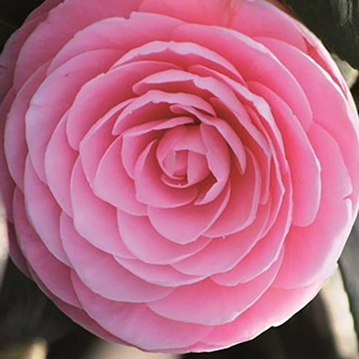 Camellia japonica 'Mrs. Tingley'
