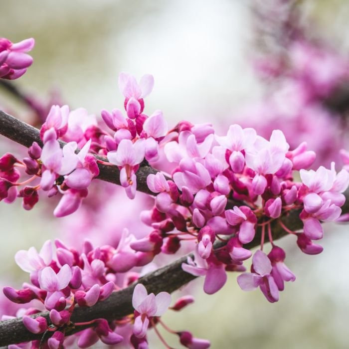 Cercis 'Little Woody' 
