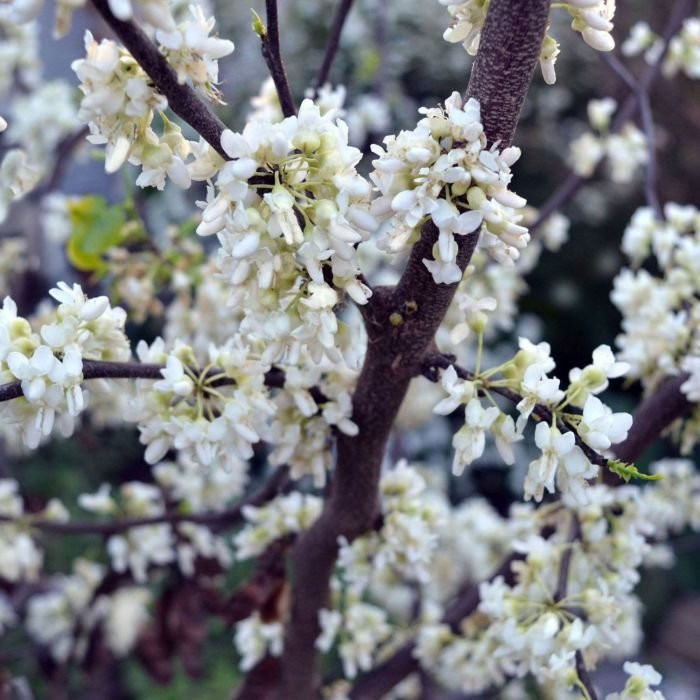 Cercis 'Royal White'