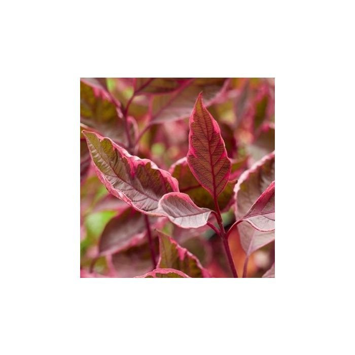 Cornus alba 'Miracle'