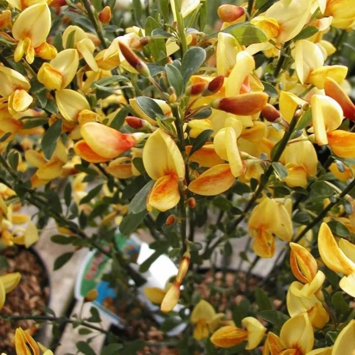 Cytisus 'Apricot Gem'
