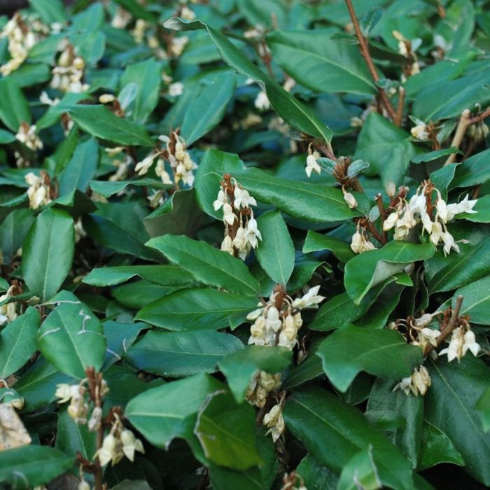 Elaeagnus × ebbingei