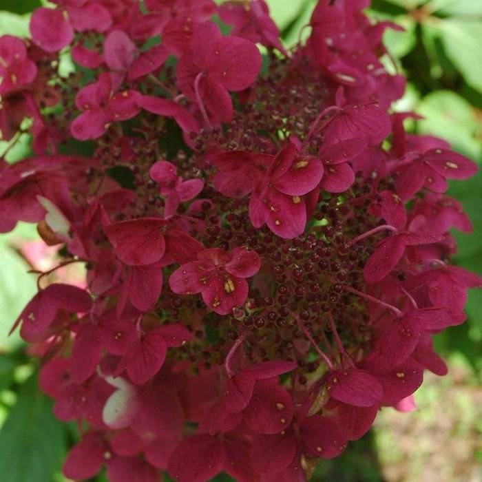Hydrangea paniculata 'Wim's Red'