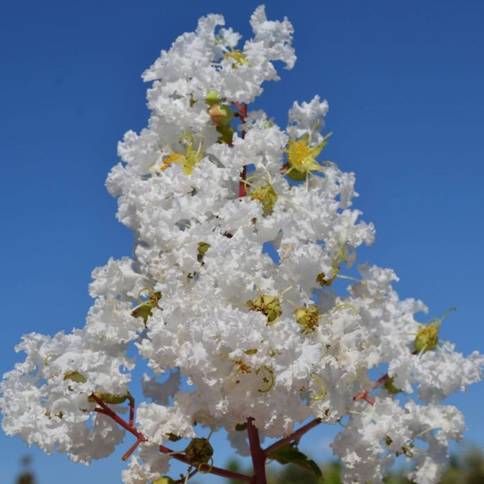 Lagerstroemia indica 'Bianco Grassi'
