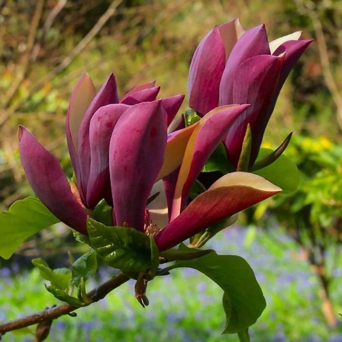 Magnolia brookl. 'Black Beauty'