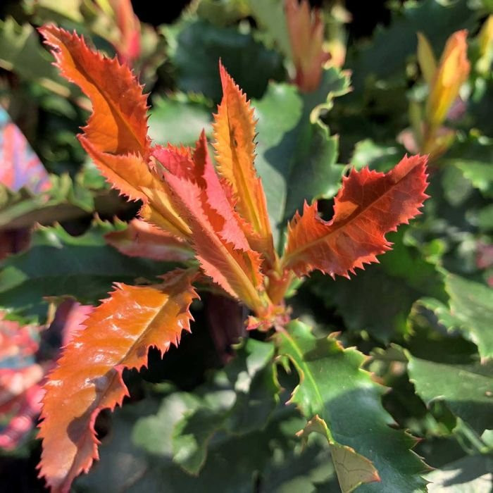 Photinia serratifolia 'Chrunchy'