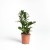 Zamioculcas zamiifolia 'Zenzi'