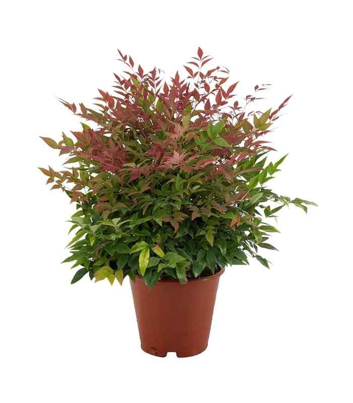 Nandina domestica
