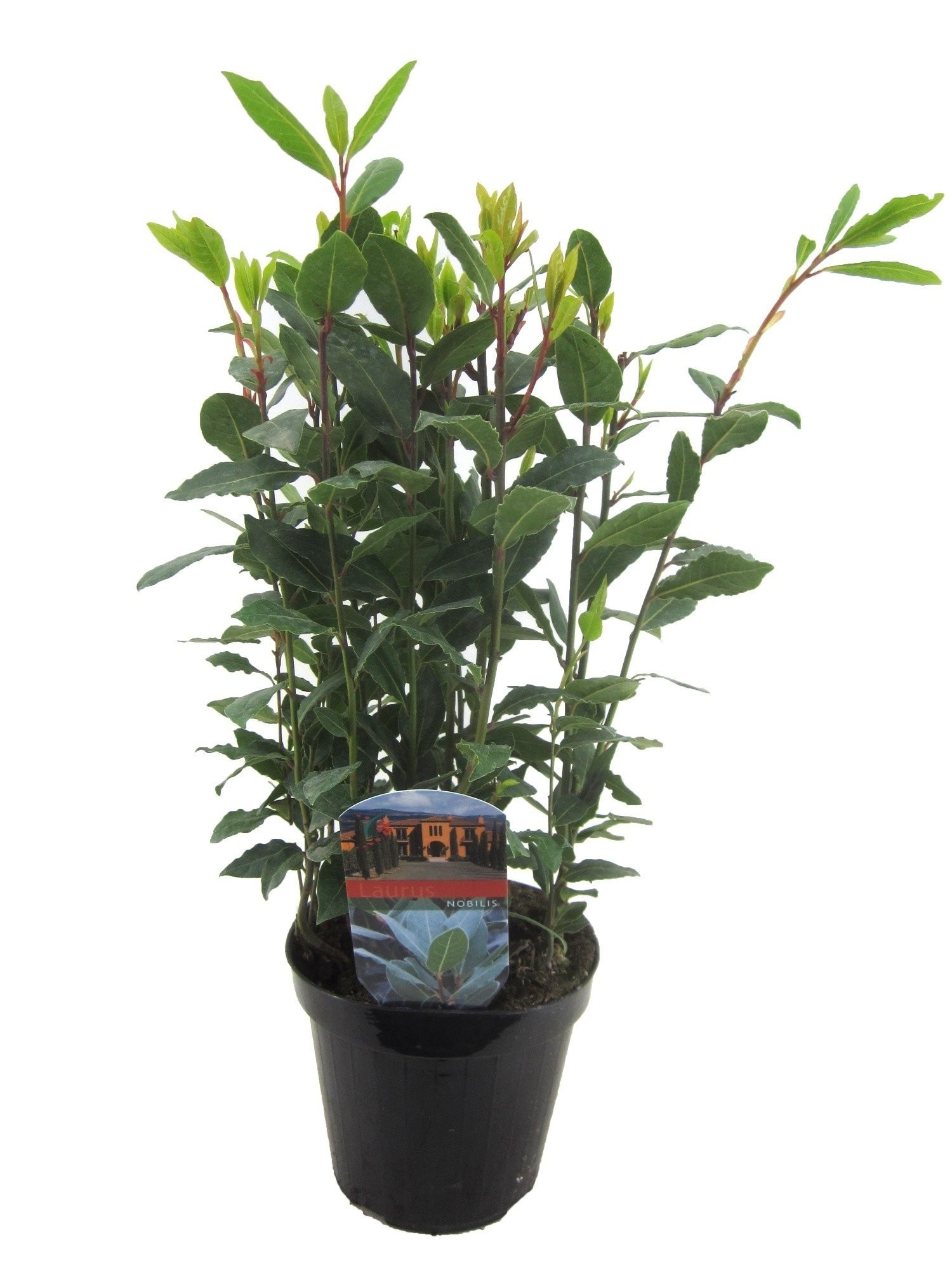 Laurus nobilis (lovor, lorber) 