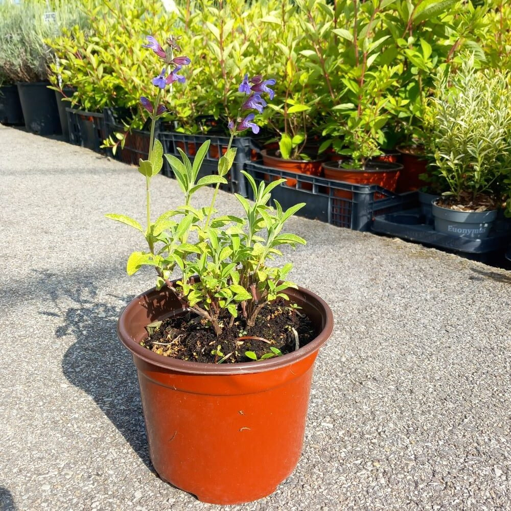 Salvia officinalis Žalfija