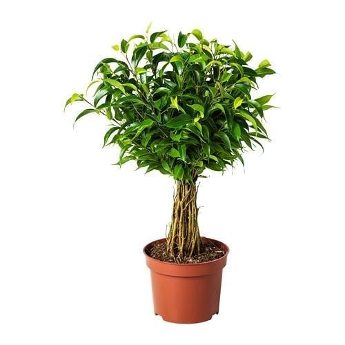 Ficus benj
