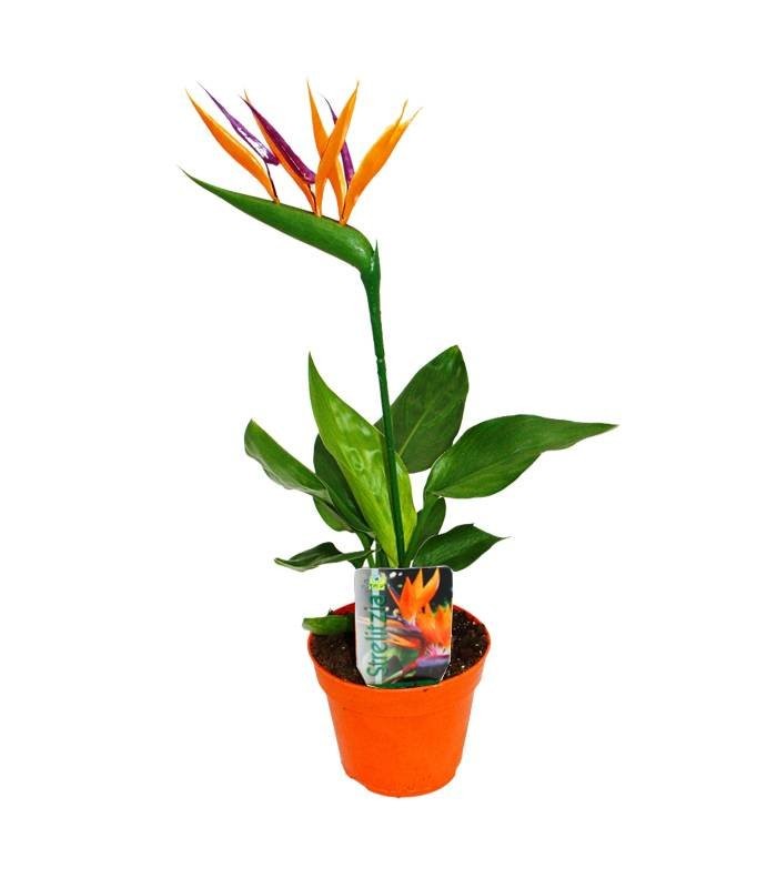Strelitzia reginae