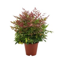 Nandina domestica