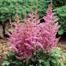 Astilbe japonica