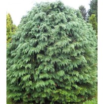 Chamaecyparis lawsoniana globosa