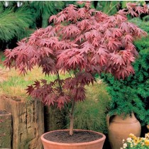 Acer palmatum Atropurpureum