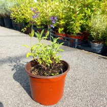 Salvia officinalis Žalfija