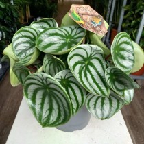 Peperomia argyreia watermelon