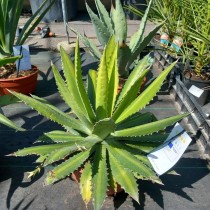 Agave