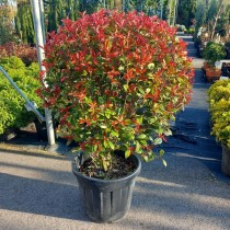 Photinia x fraseri Carre Rouge