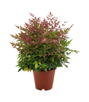 Nandina domestica