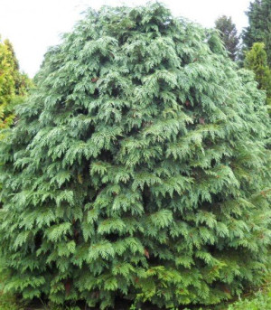 Chamaecyparis lawsoniana globosa